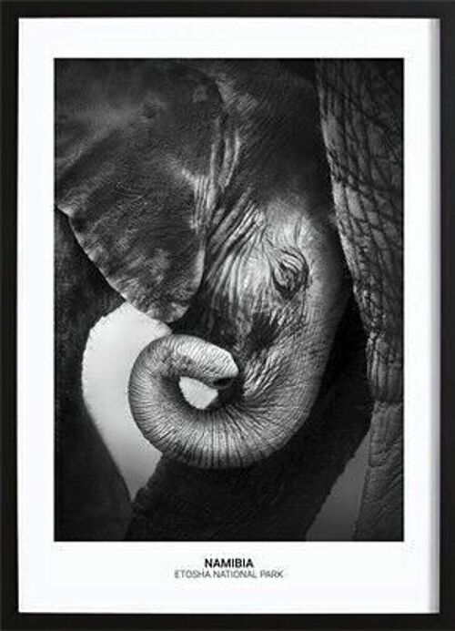 Baby Elephant Poster_1