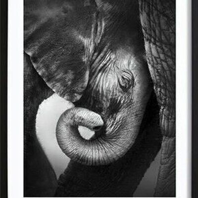 Affiche bébé éléphant_1