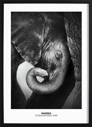 Affiche bébé éléphant_1 1