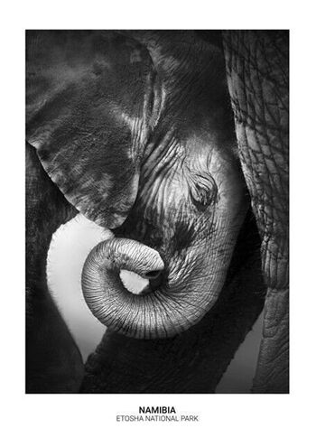 Affiche bébé éléphant_1 2