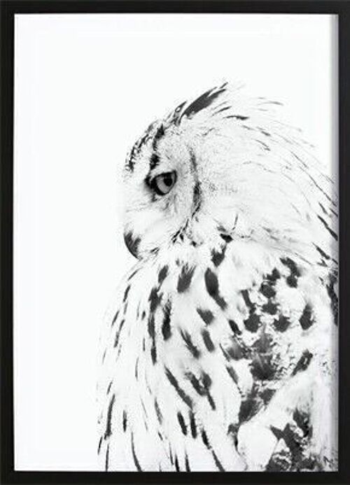 Owl Poster_2