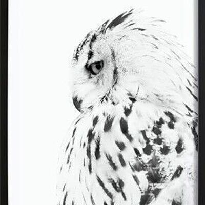 Owl Poster_3