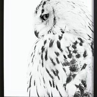 Owl Poster_4
