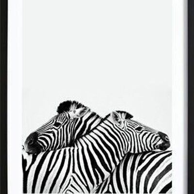 Zebra-Umarmung Poster_2