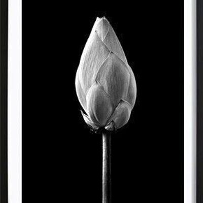 Lotus Bud Black Poster_2