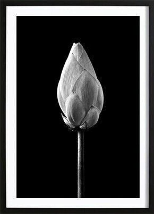 Lotus Bud Black Poster_3