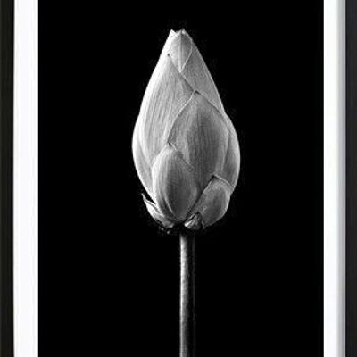 Affiche noire de bourgeon de lotus_4