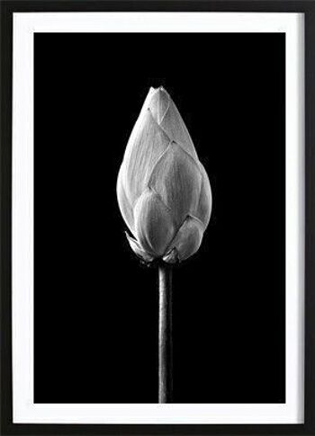 Affiche noire de bourgeon de lotus_4 1