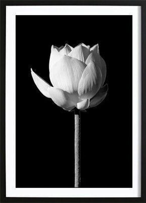 Blooming Lotus Black Poster_1