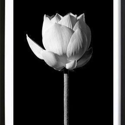 Poster Lotus en fleurs noir_1