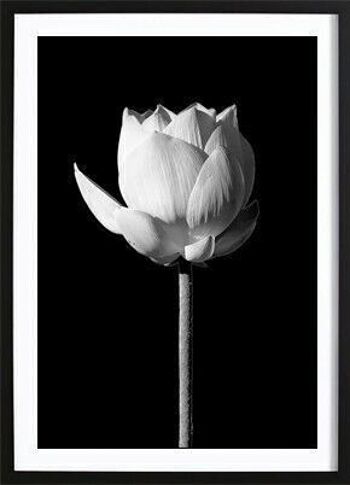 Blooming Lotus Black Poster_2 1