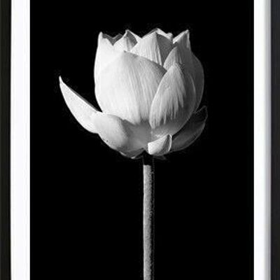 Poster_3 negro floreciente del loto