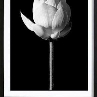 Blooming Lotus Black Poster_4