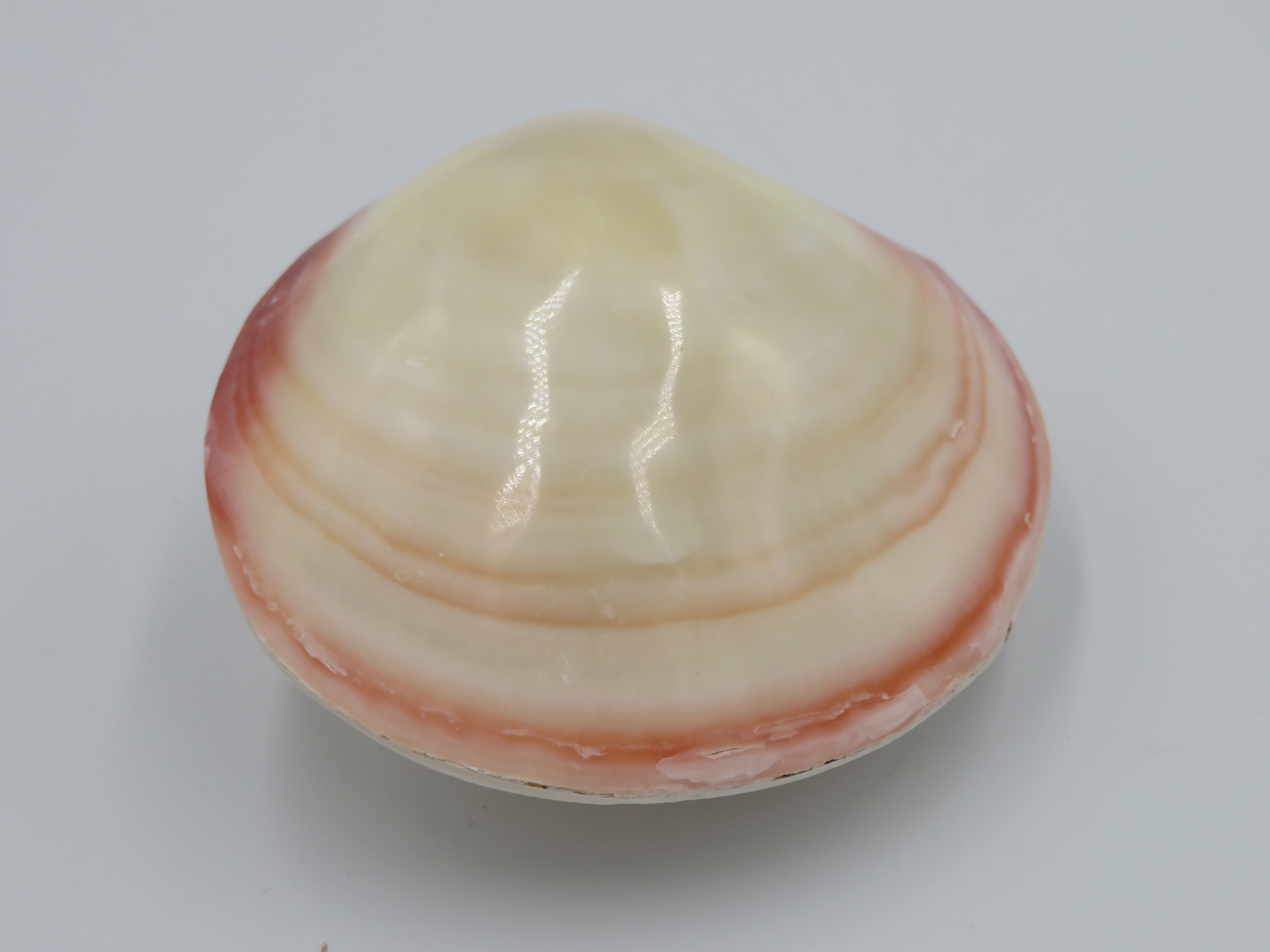 Kerang Pink Large - natural - shell - decoration - coast