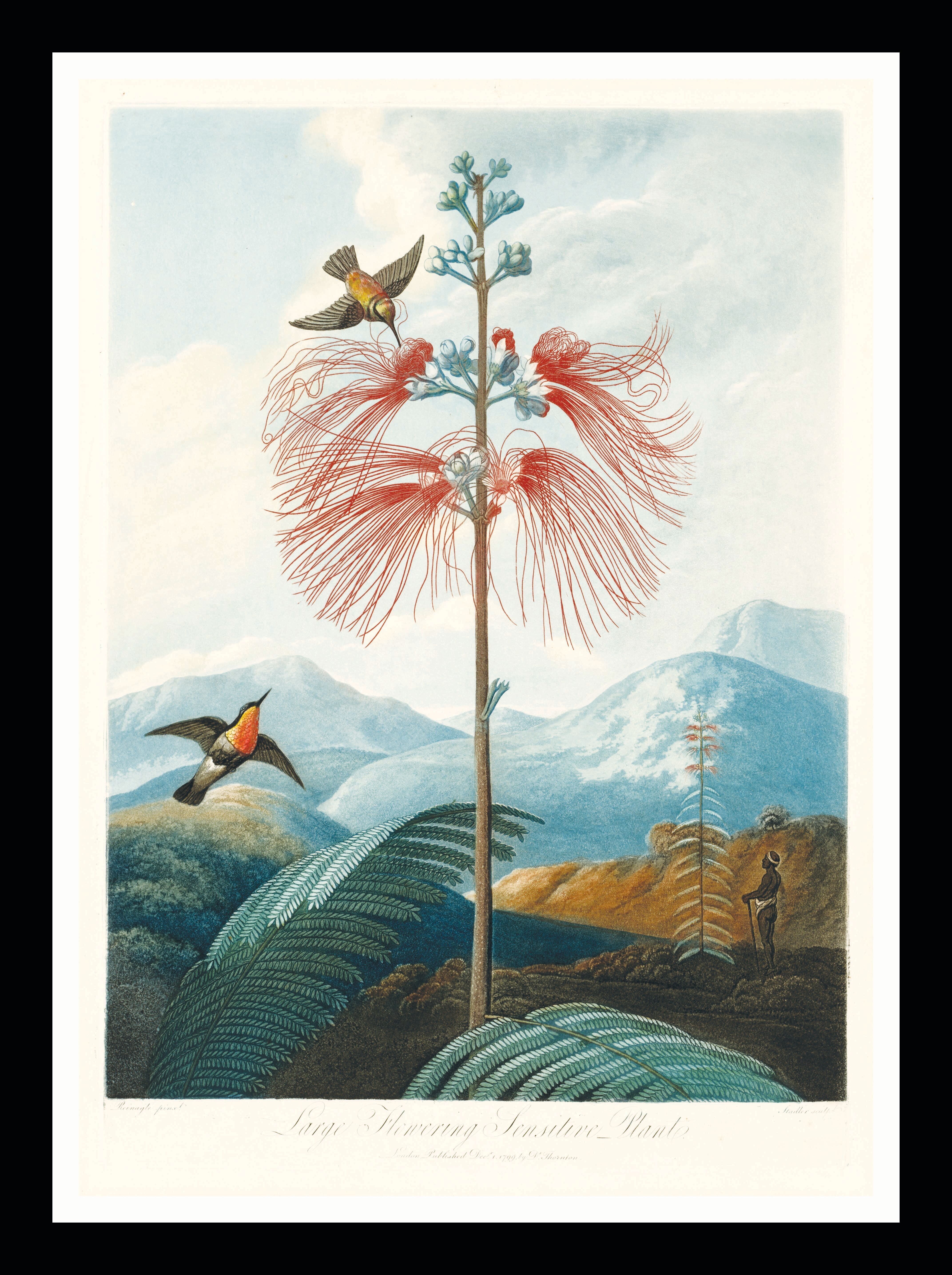 Großer Kunstdruck einer blühenden Mimose - Temple of Flora, Robert Thornton, 1799