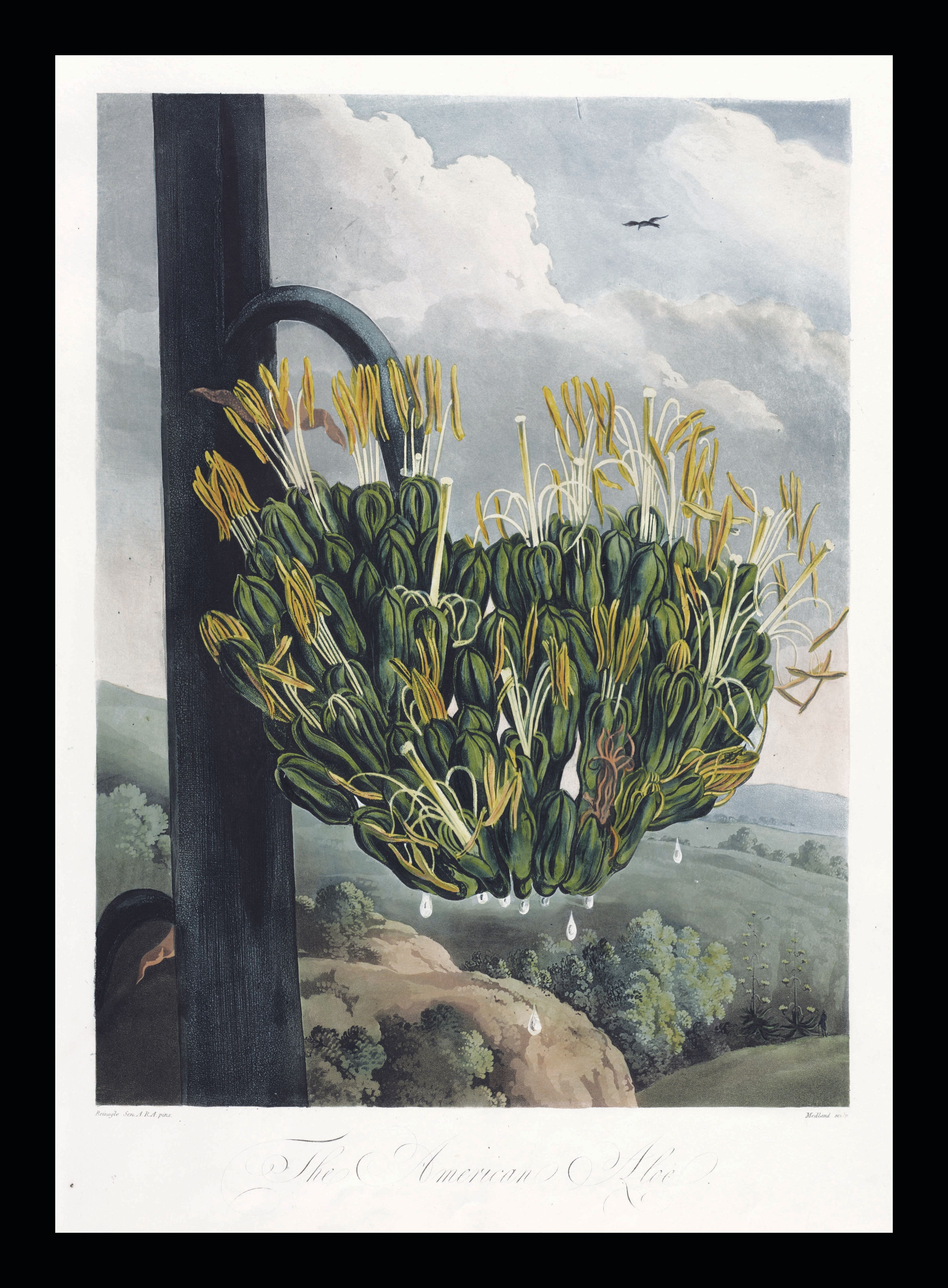 Die amerikanische Aloe – Tempel der Flora, Robert Thornton, 1807