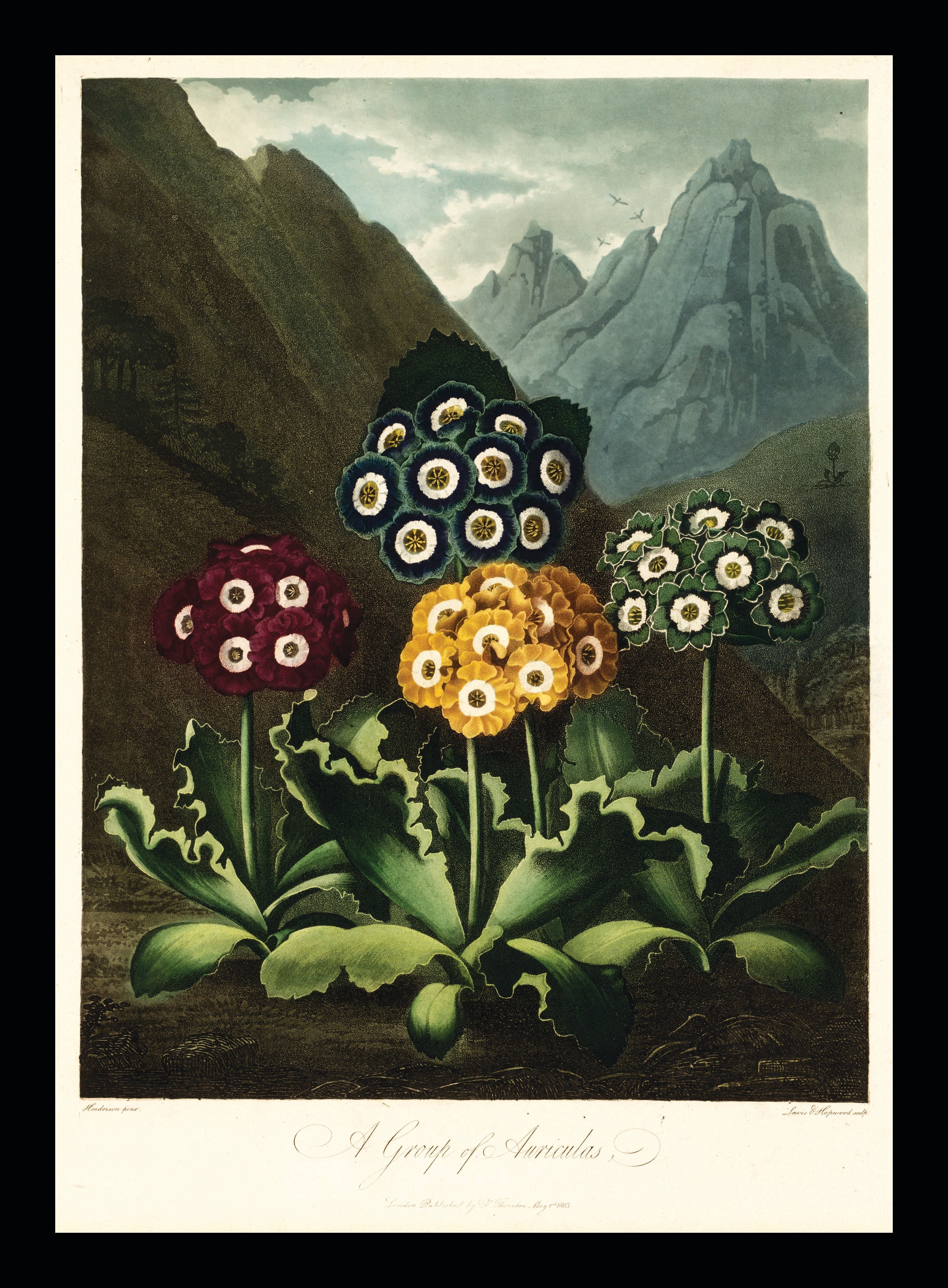 Eine Gruppe von Aurikeln – Tempel der Flora, Robert Thornton, 1803