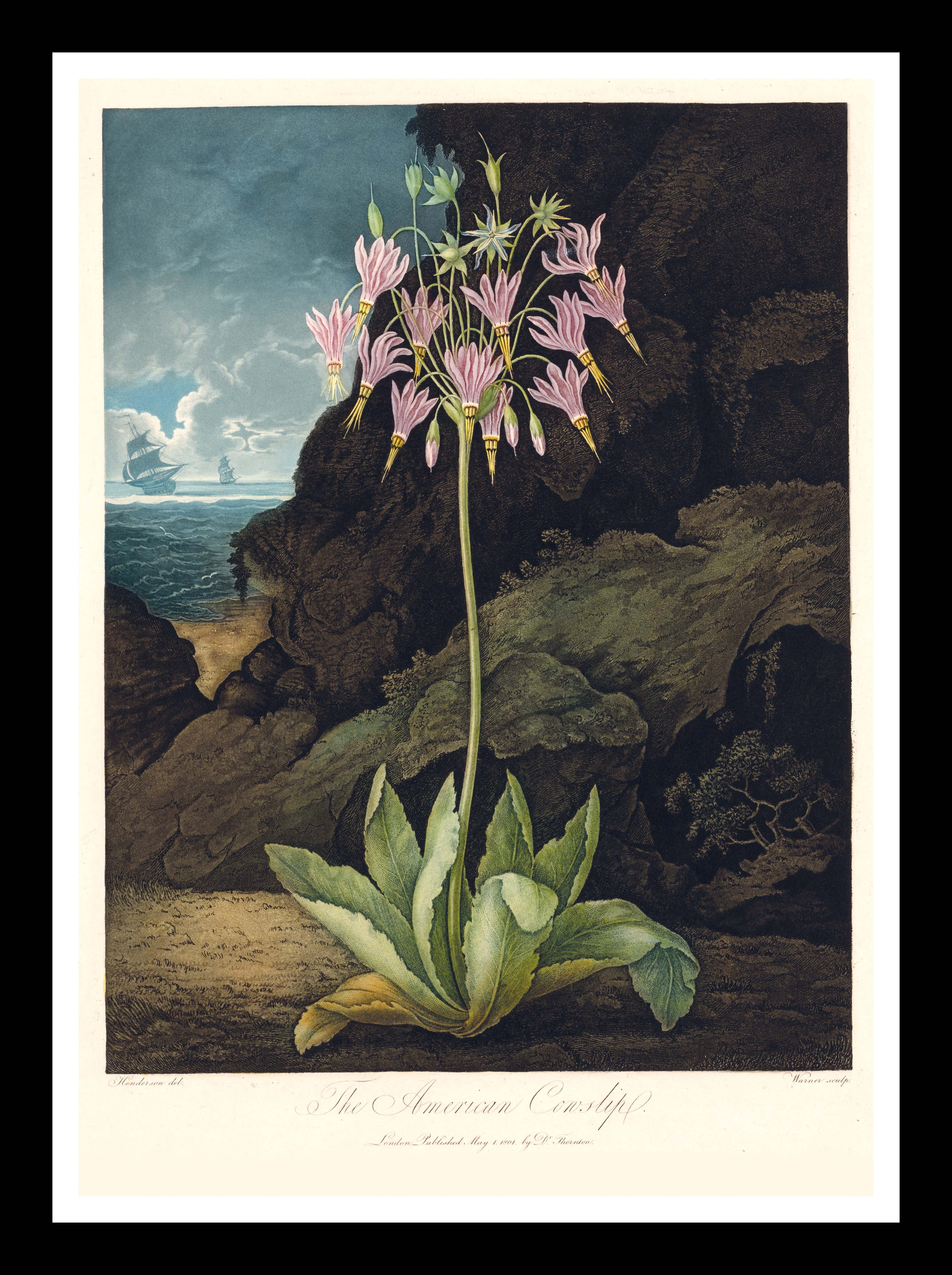 Die Amerikanische Schlüsselblume – Tempel der Flora, Robert Thornton, 1801