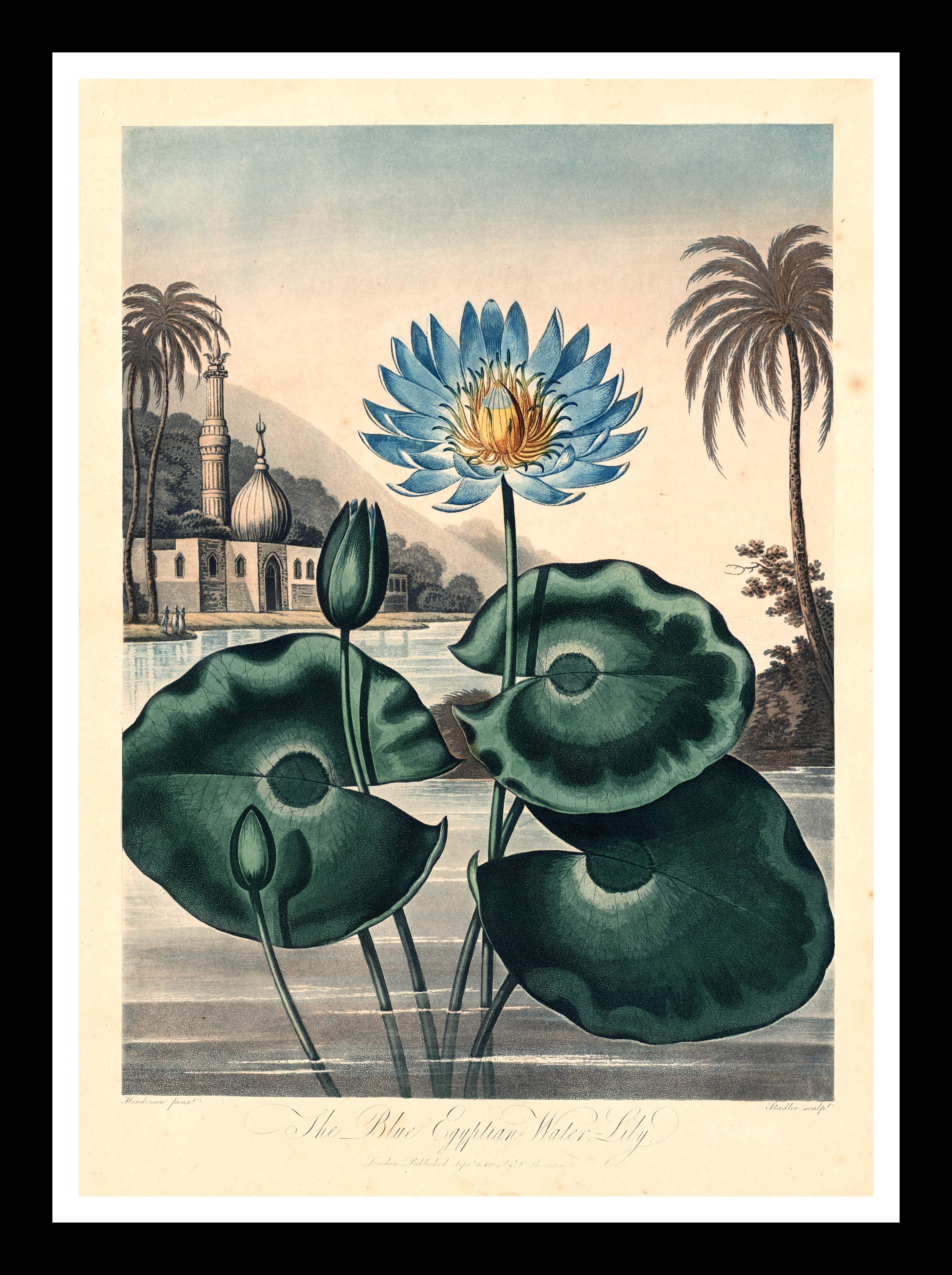 Die blaue ägyptische Seerose – Tempel der Flora, Robert Thornton, 1804