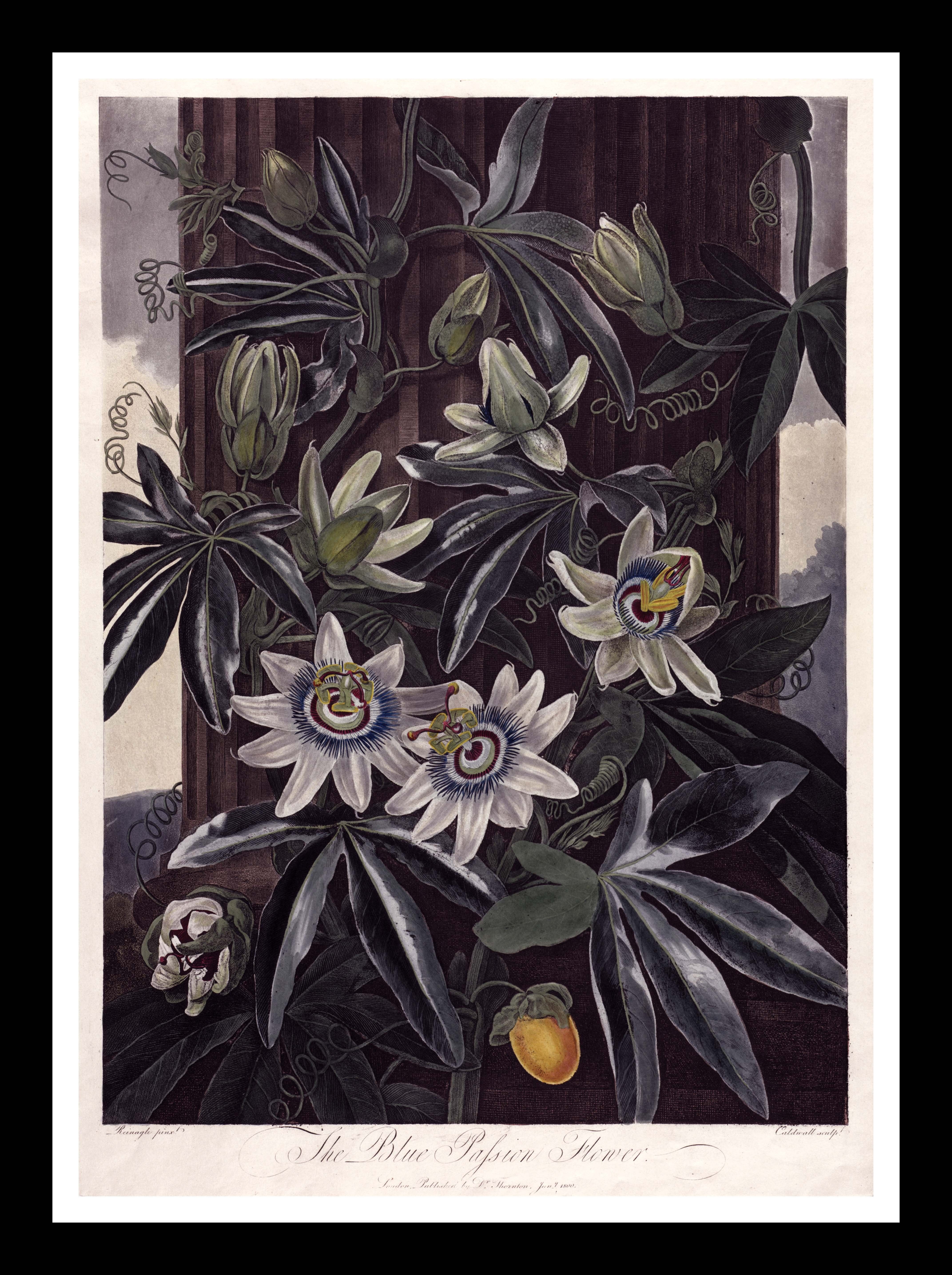 Die blaue Passionsblume – Tempel der Flora, Robert Thornton, 1806