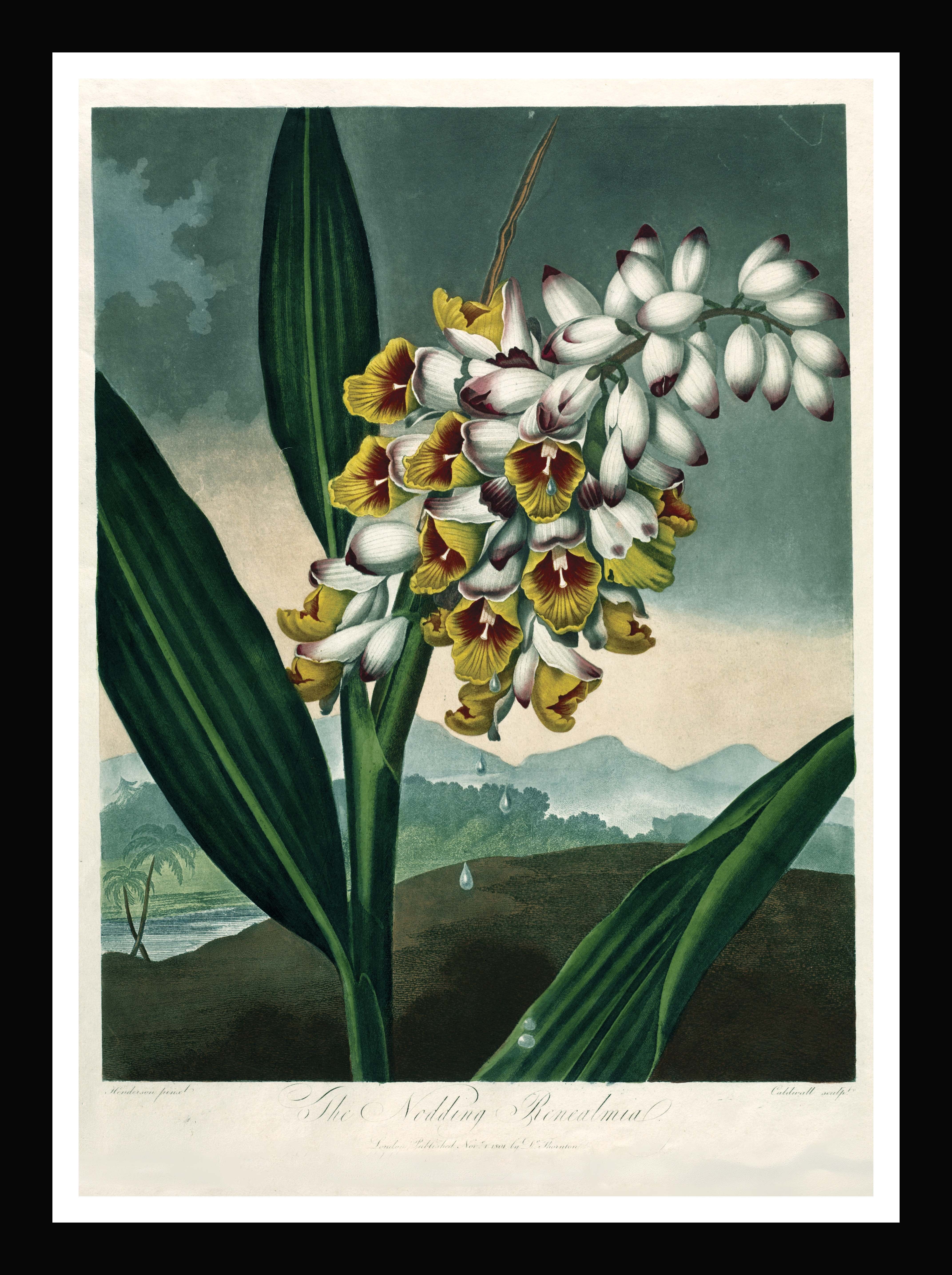 Kunstdruck „Die nickende Renealmia“ – Tempel der Flora, John Thornton, 1801