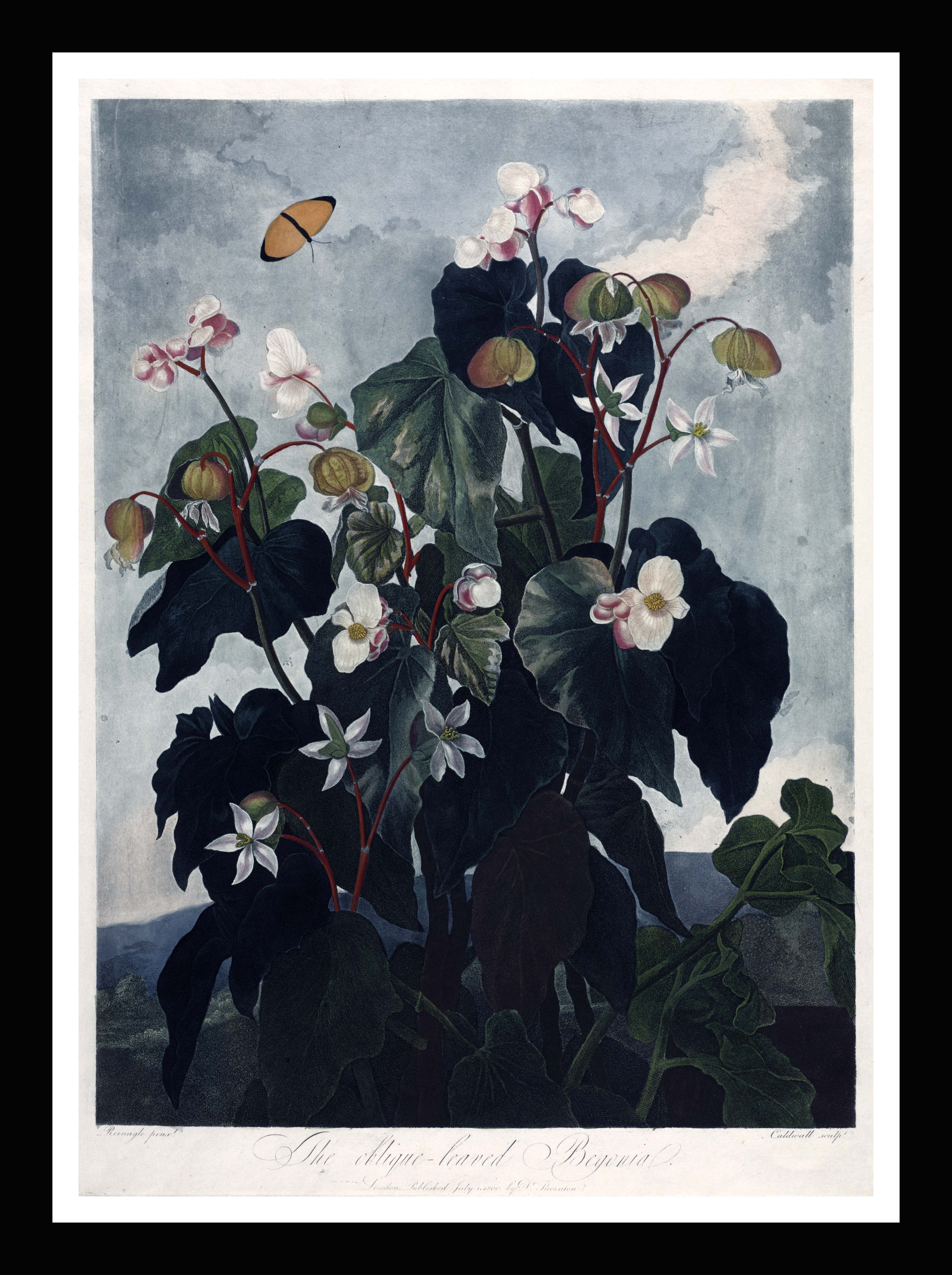 Der Druck der schrägblättrigen Begonie – Flora-Tempel, Robert Thornton, 1800