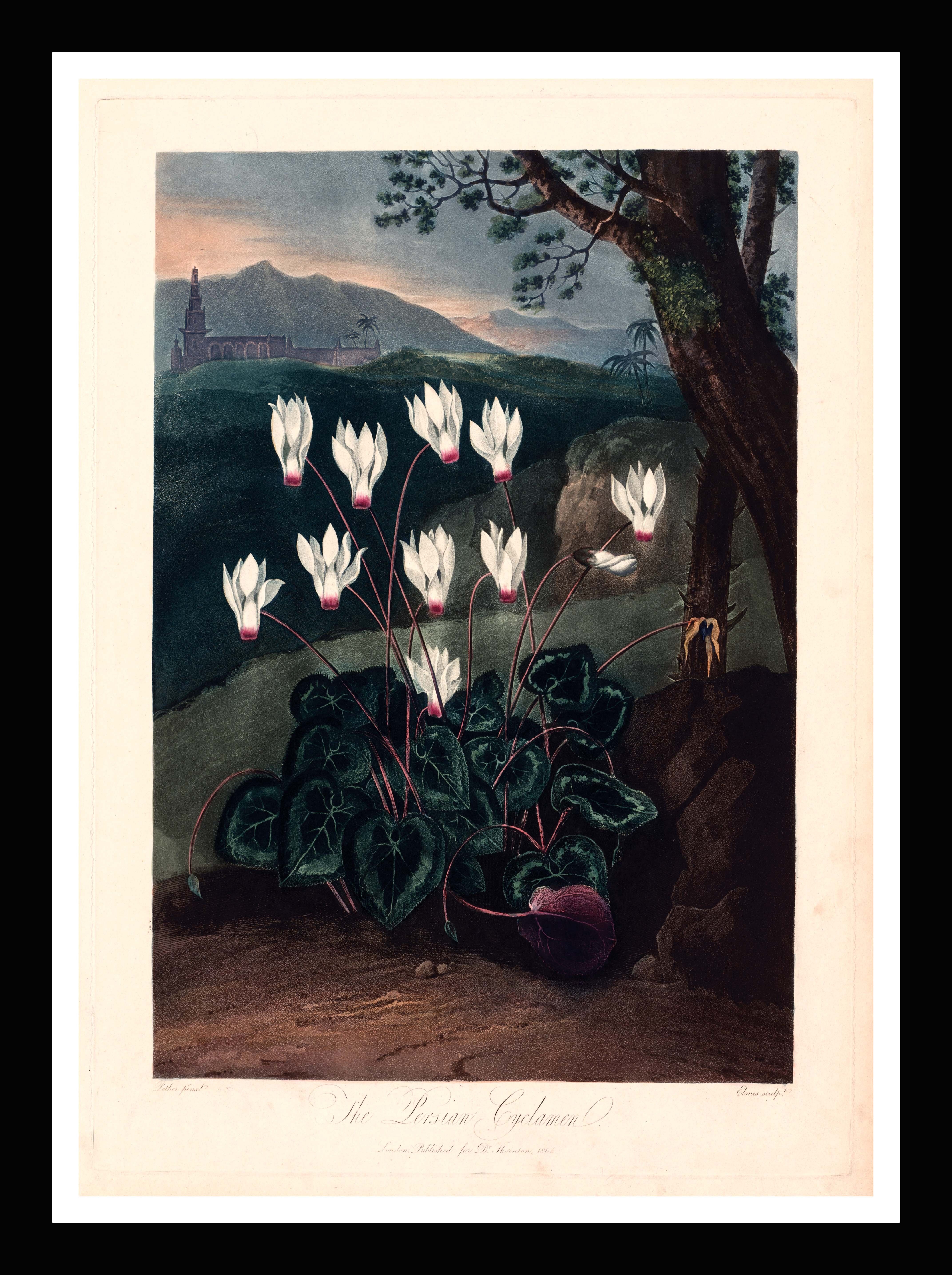 Der persische Kyklamen - Tempel der Flora, Robert Thornton, 1799