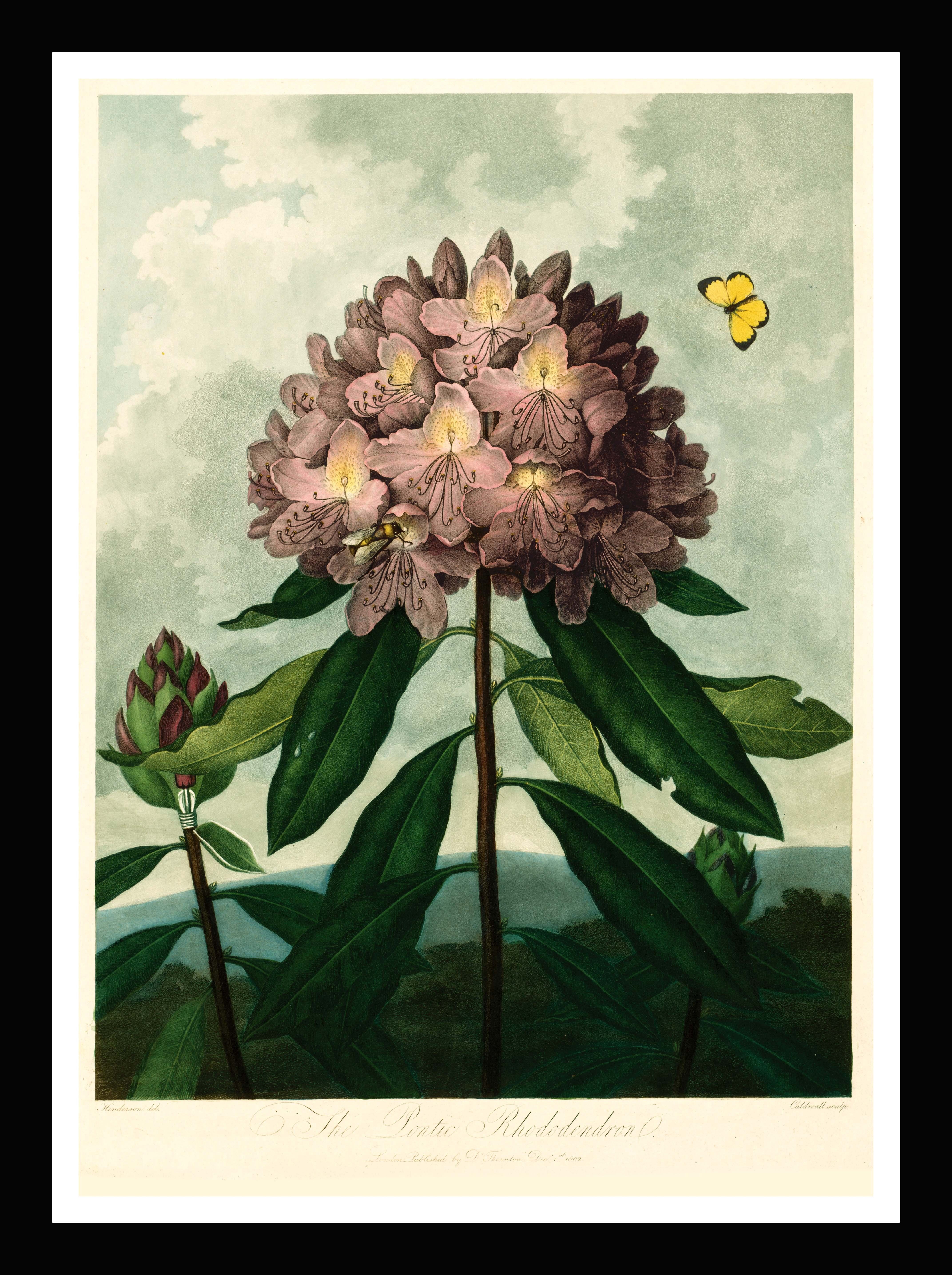 Der Pontische Rhododendron – Tempel der Flora, Robert Thornton, 1799