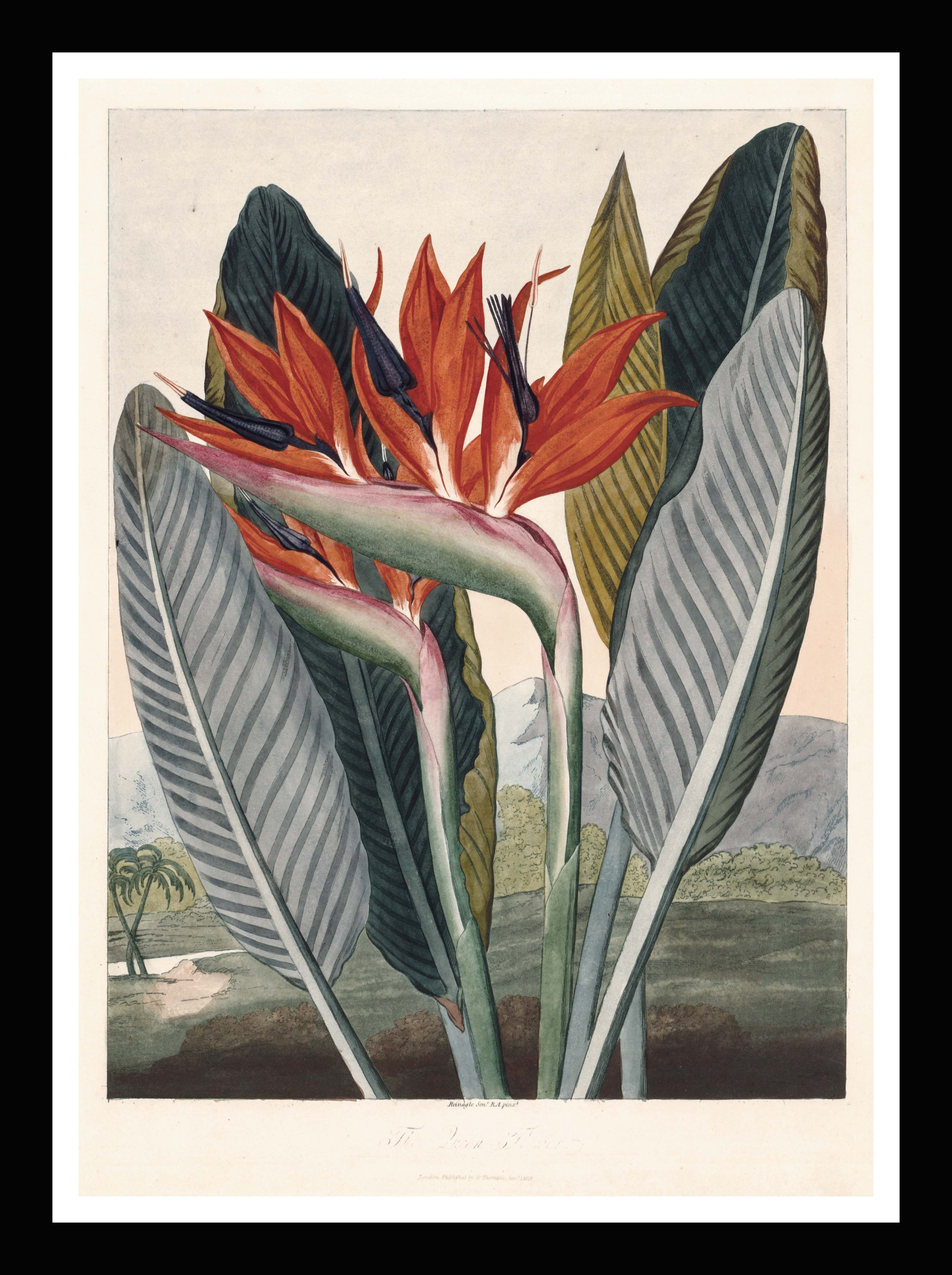 The Queen Flower - Temple of Flora, Robert Thornton, 1812