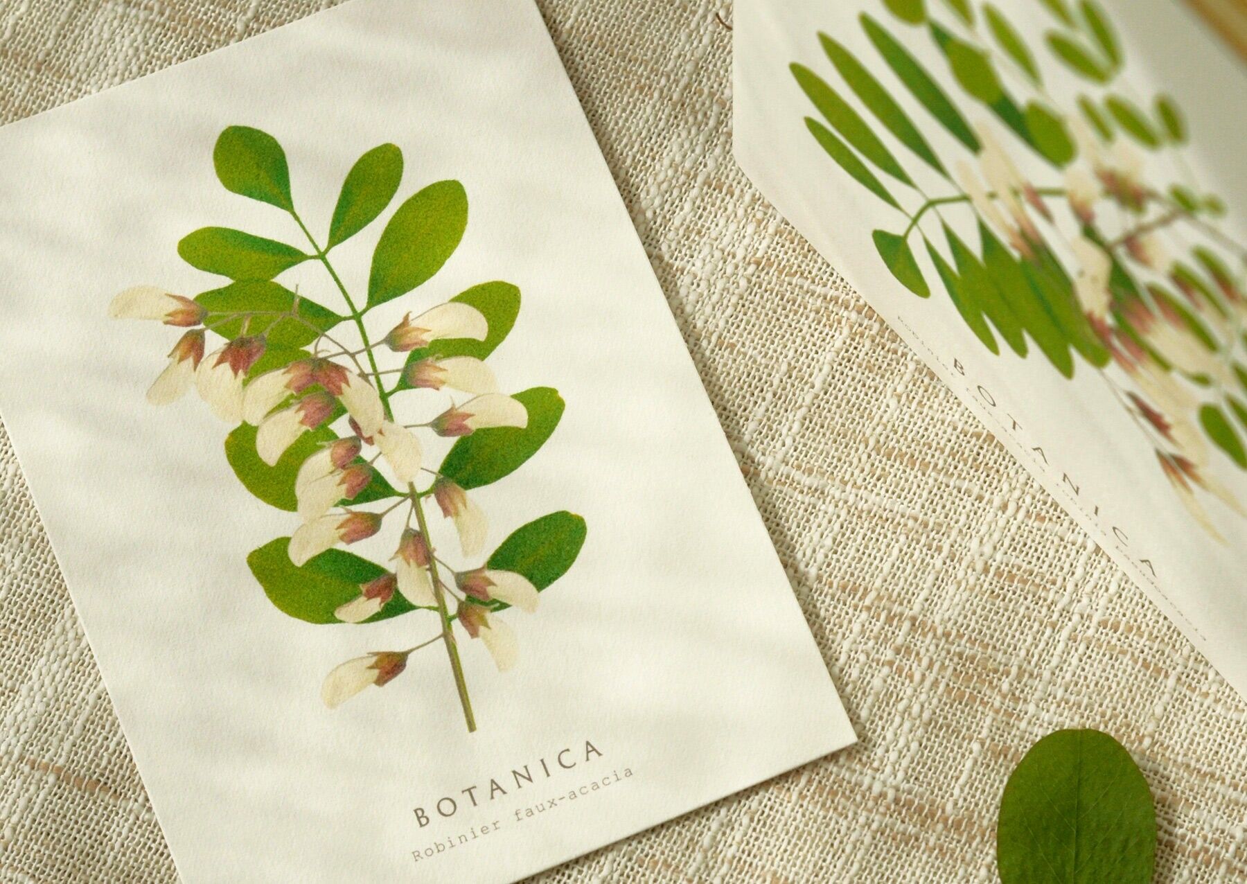 Botanical card featuring a "Black Locust" flower • Botanica collection • A6 (envelope included)