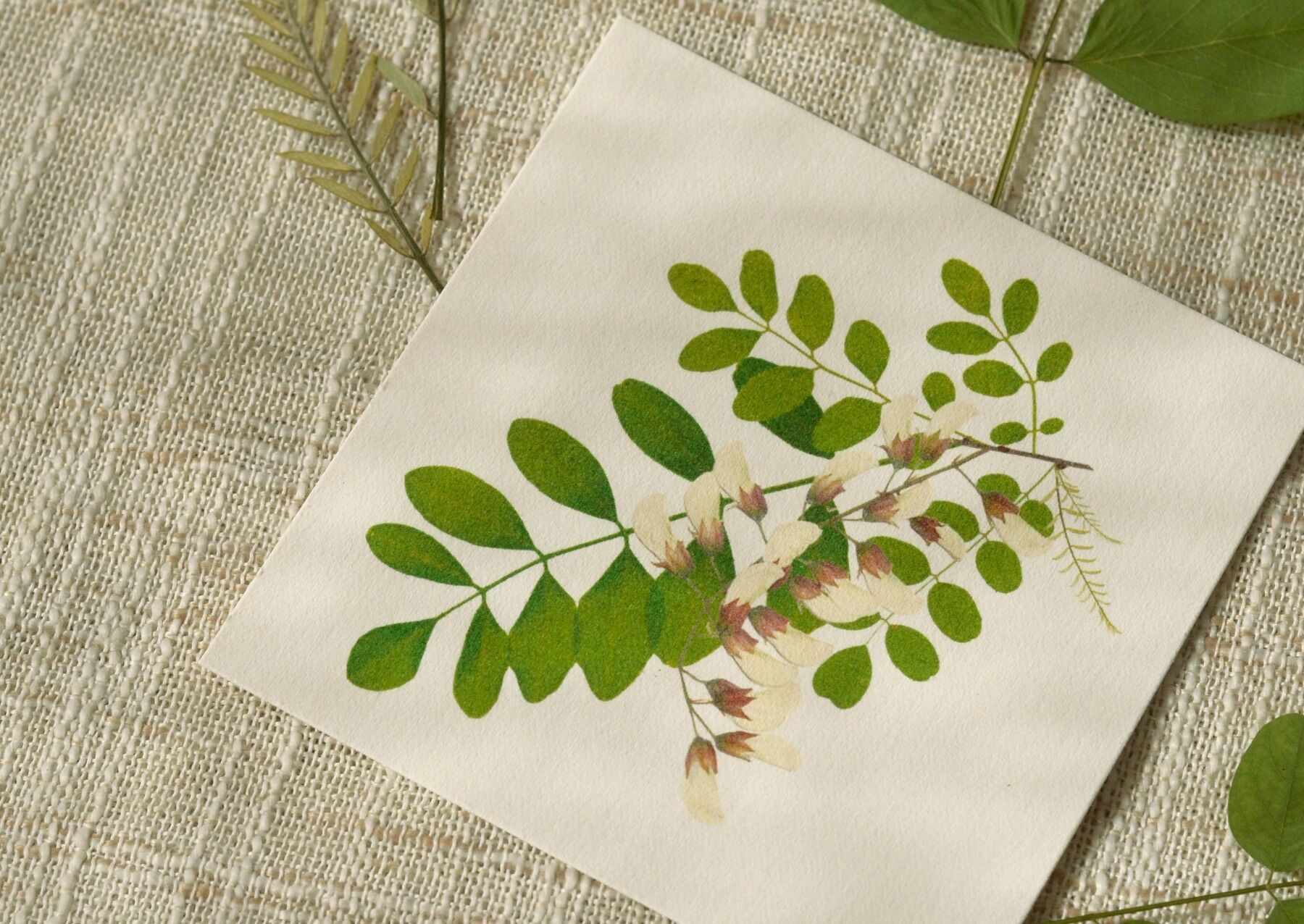 Small floral card "Black Locust" • Botanica collection • 10x10 cm (envelope included)