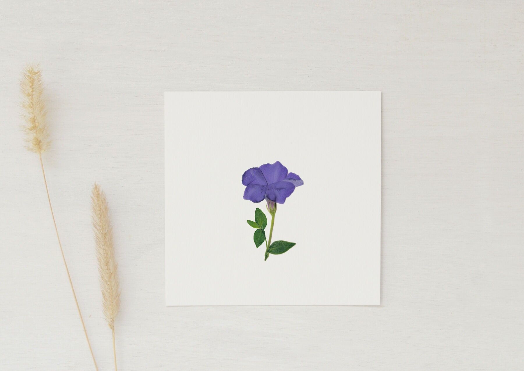 Small floral card "Periwinkle" • Botanica collection • 10x10 cm (envelope included)