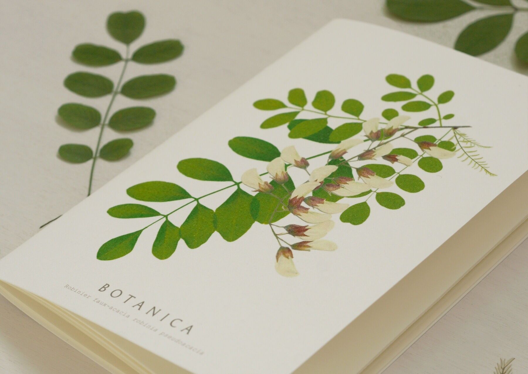 Carnet A5 fleur "Robinier faux-acacia" • collection Botanica - papeterie artisanale