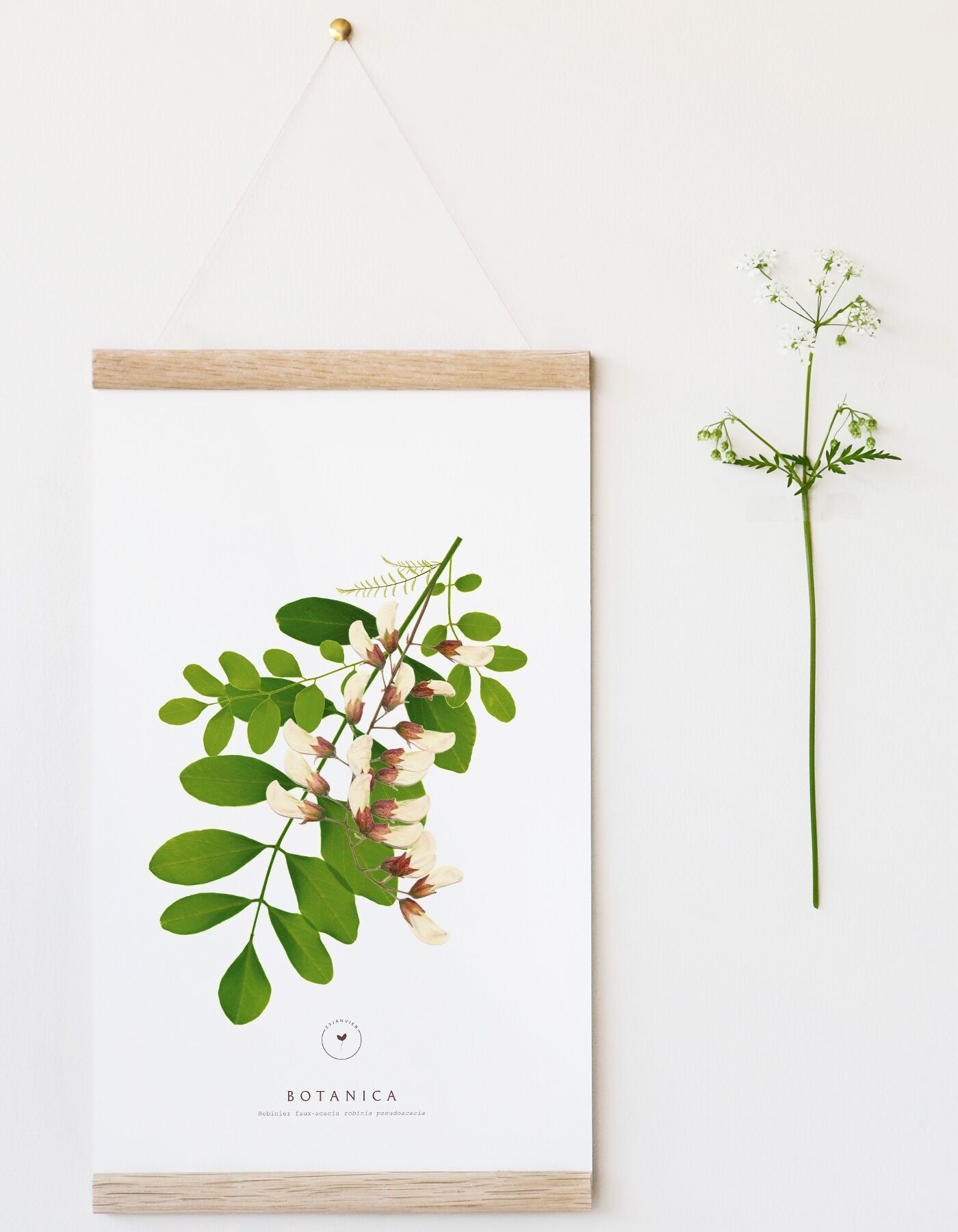 Flower poster "Black Locust" • Botanica collection • 3 sizes available