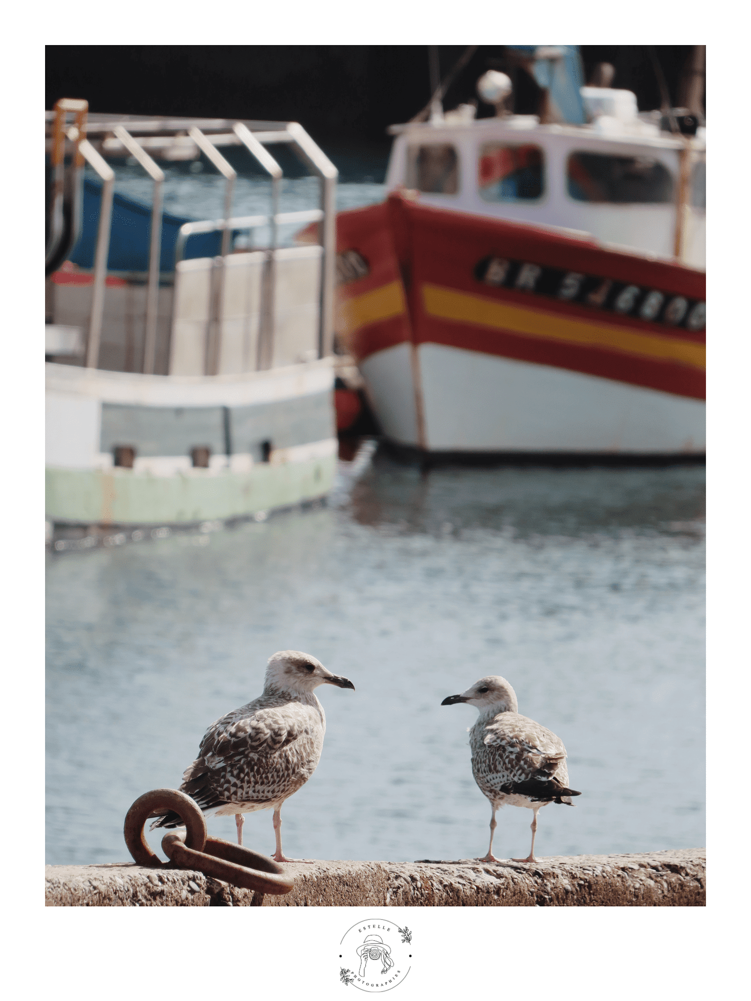 Buy wholesale Photo poster of a seaside scene – Seagulls and