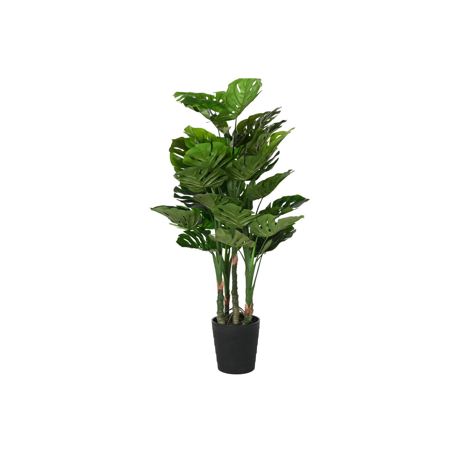 Achat PLANTE PE 50X50X120 ADAM'S RIB VERT JA194215 en gros
