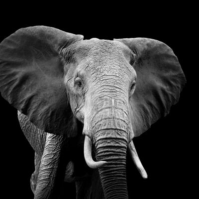 Art d'apparence de pierre d'éléphant gris 150x100