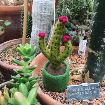 Feutre à la main biodégradable en fleurs hérisson Cactus faux décoration de plante miniature 3