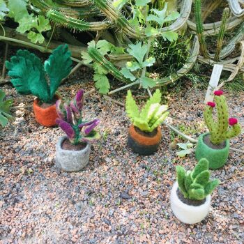 Feutre à la main biodégradable en fleurs hérisson Cactus faux décoration de plante miniature 4
