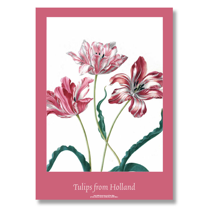 Posterrolle – Merian Kunstdruck „Drei Tulpen“ – 50×70 cm