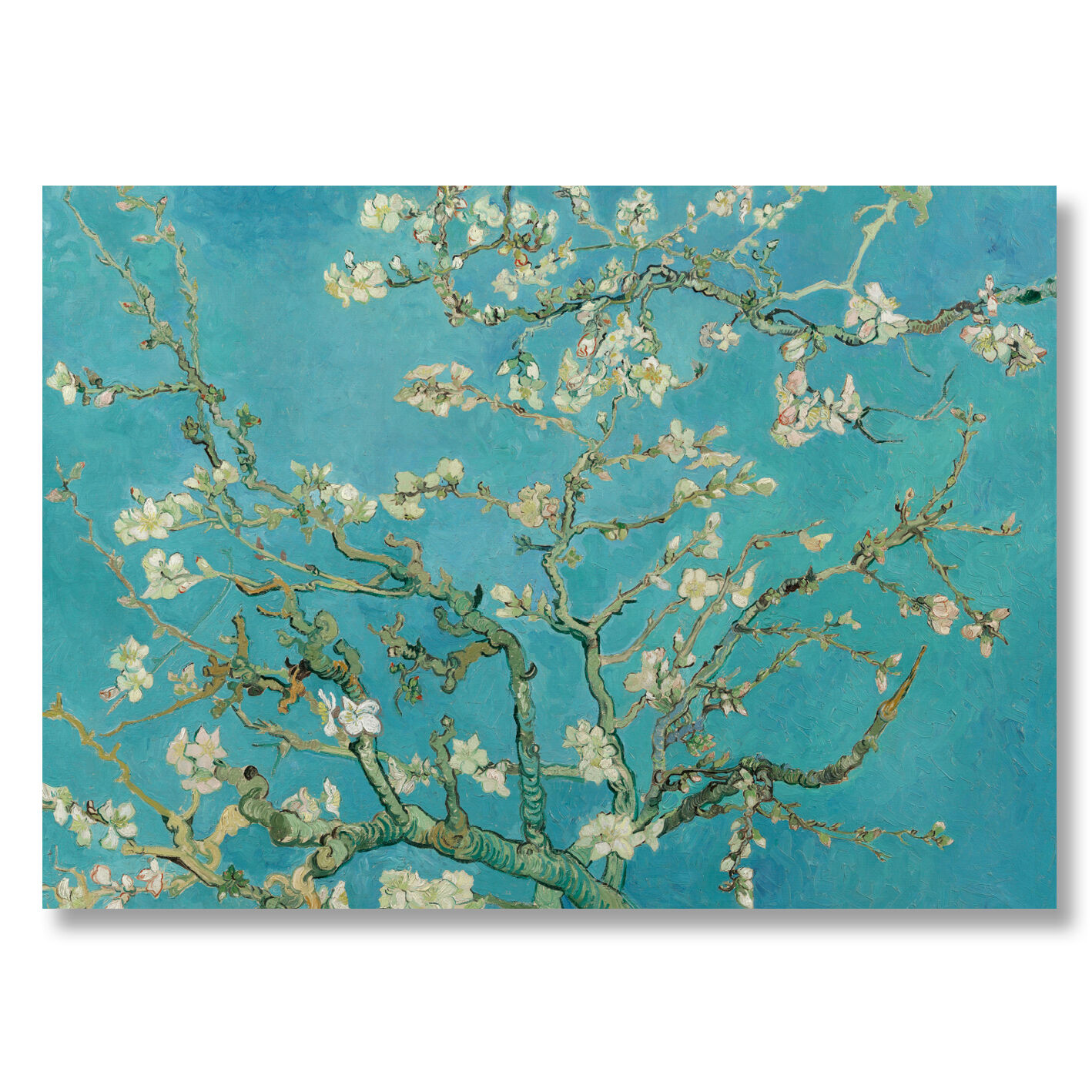 Poster in der Rolle – Kunstdruck „Mandelblüte“ von Vincent van Gogh – 50 × 70 cm