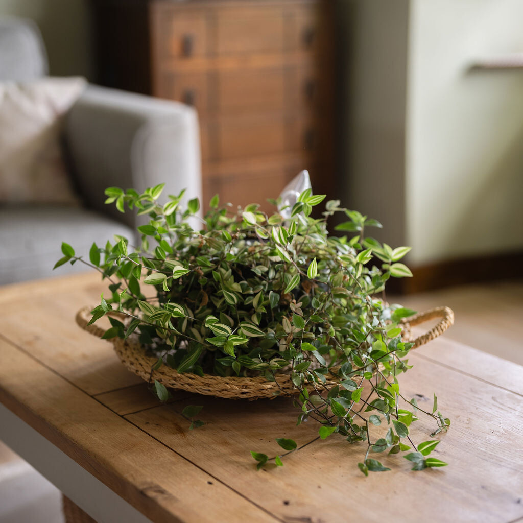 Bagshi, Decorative Hand Woven Seagrass Tray Set of 2