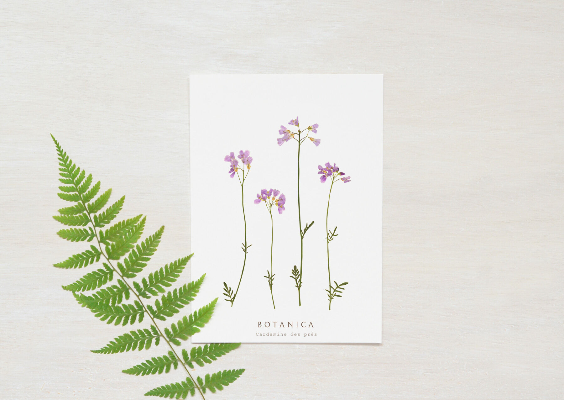 Meadow Cardamine Flower Card – Botanica Collection • A6 (envelope included)