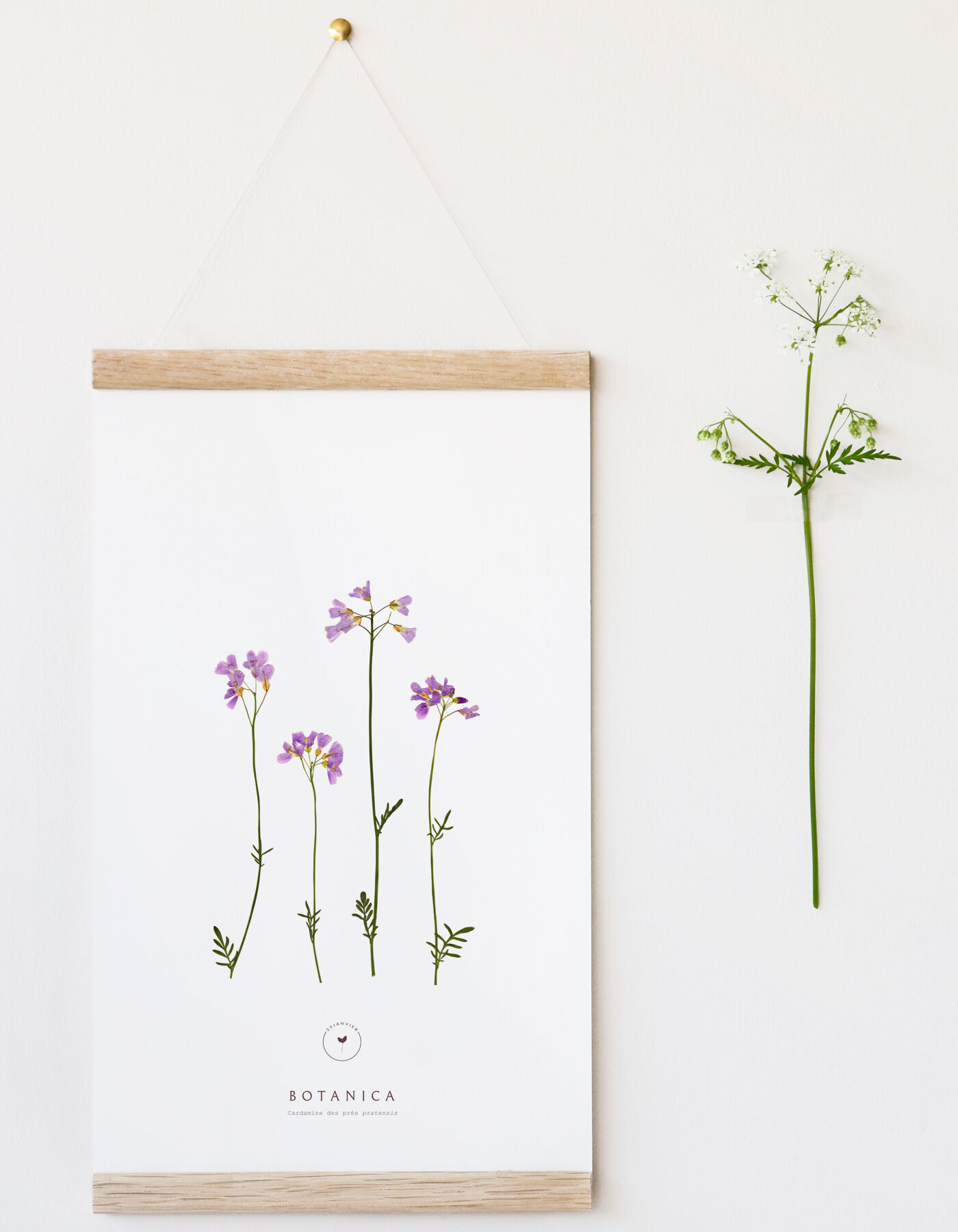 Botanical poster "Meadow Cardamine" • Botanica collection • 3 sizes available