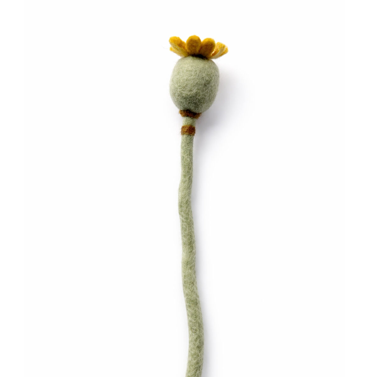 Papaver geschlossen (10B-POP-CLS)