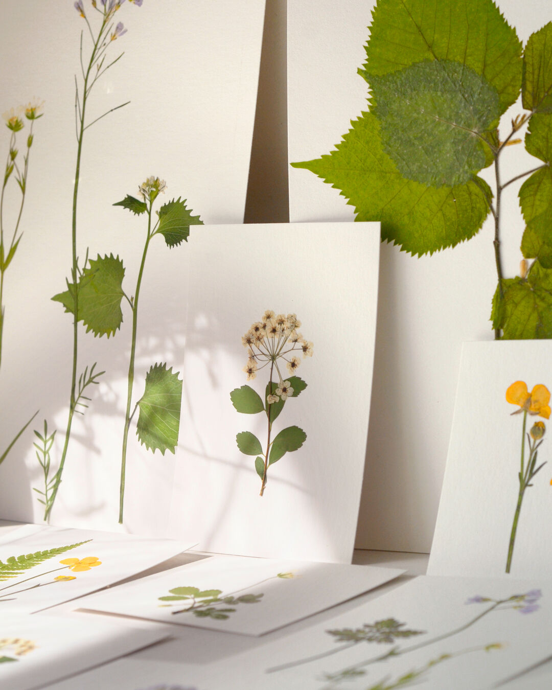 Spring/Summer Herb Gardens • Discovery Set • Various Sizes (price decreases with quantity)