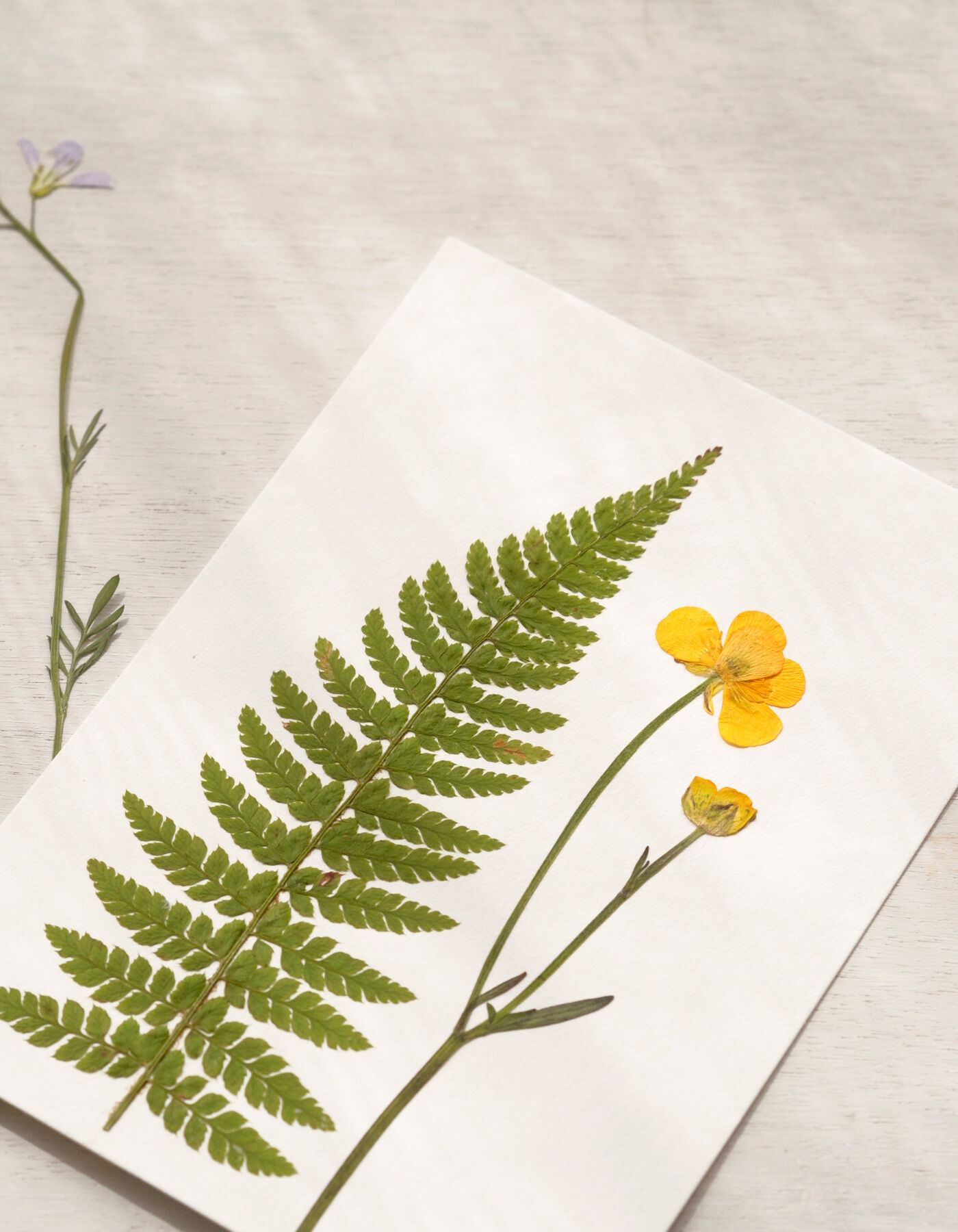 Herbier de fleurs sauvages : Bouquet Or • format A6 • à encadrer