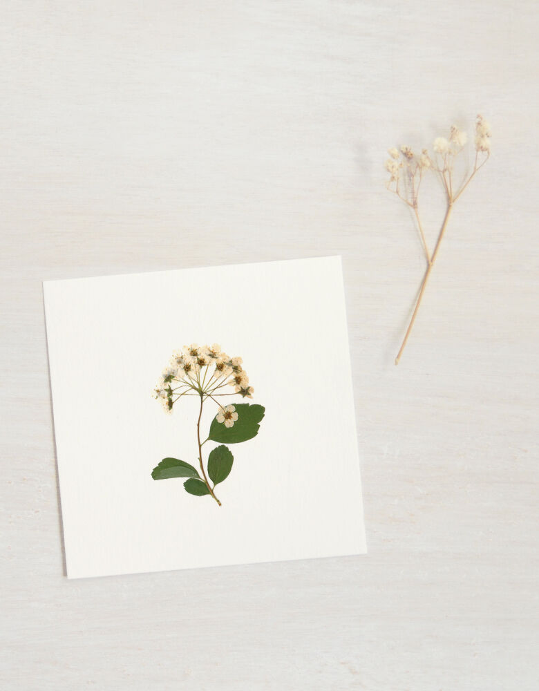 Japanese Spirea flower herbarium • 10 cm x 10 cm format • ready to frame