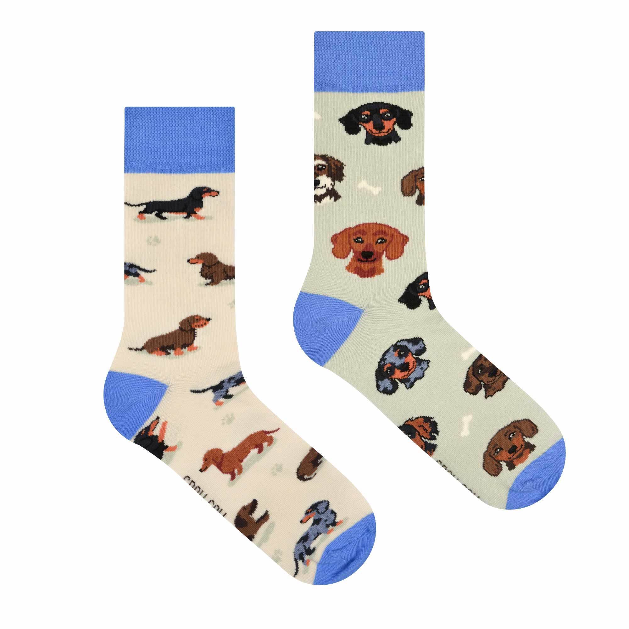 Teckel | chiens | élèves | animaux | chaussettes colorées dépareillées
