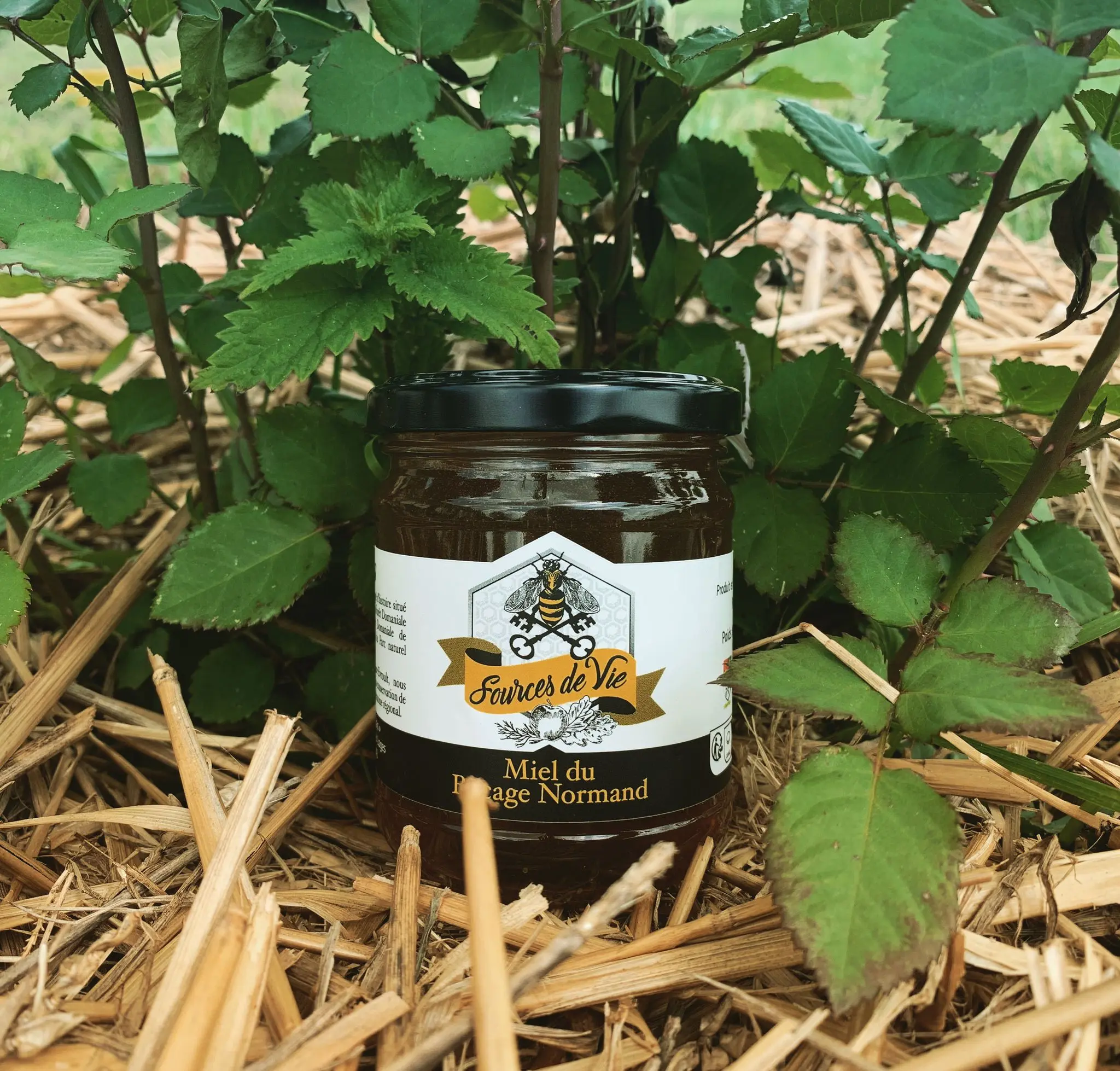 Buy wholesale Rapeseed Honey